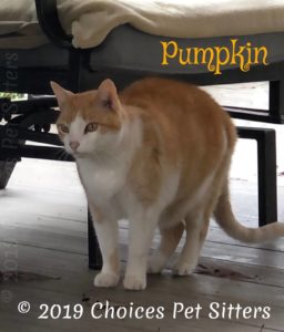 Pumpkin B