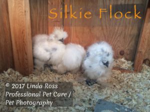 Silkie Flock
