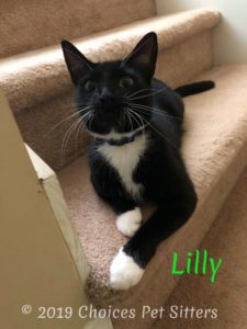 Tuxedo Lilly