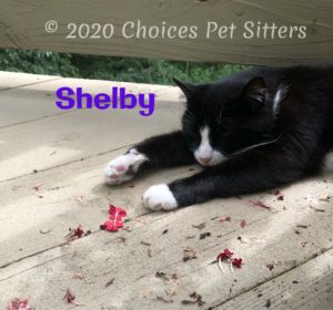 Tuxedo Shelby