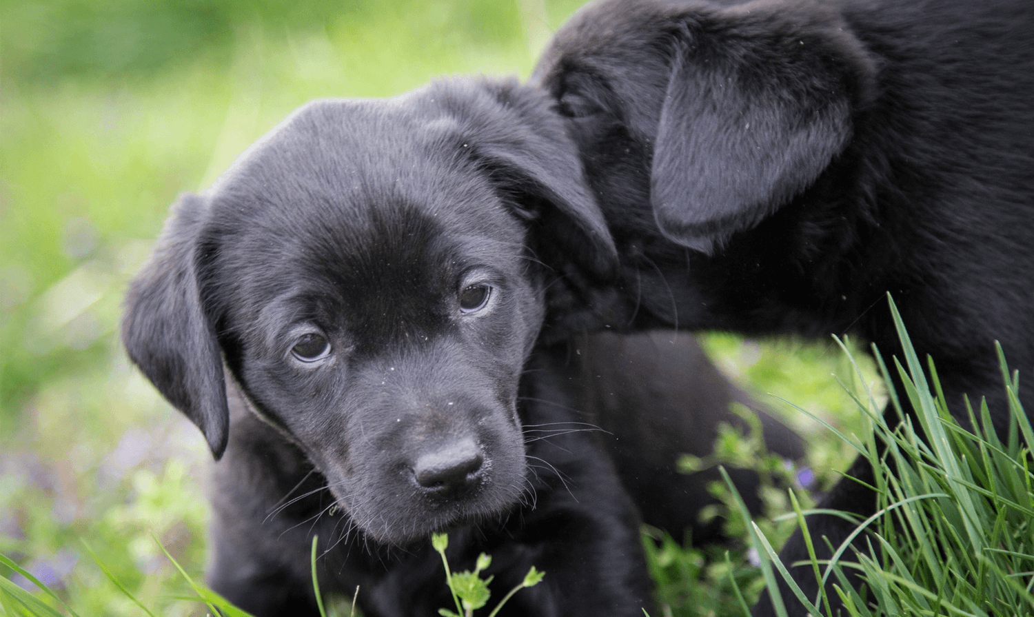 Black pups