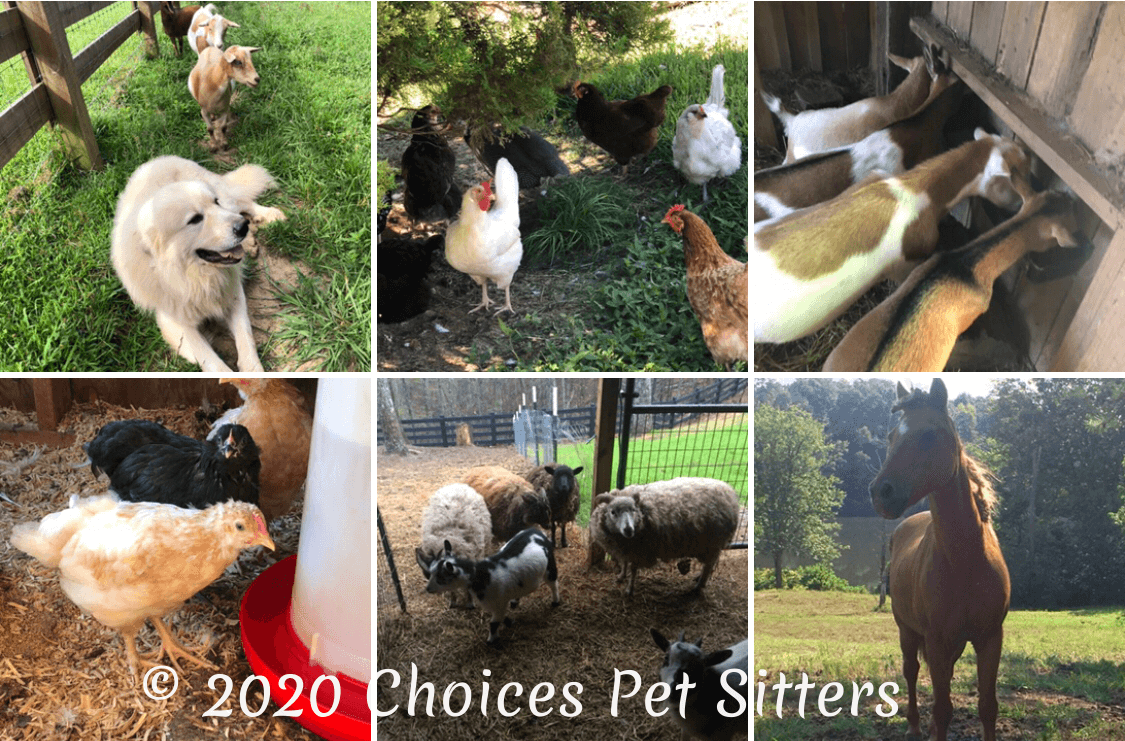 Mini-Farm Drop-In Pet Sitting Visit