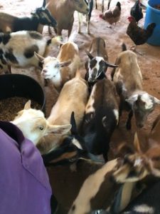 Goats coming for feeding