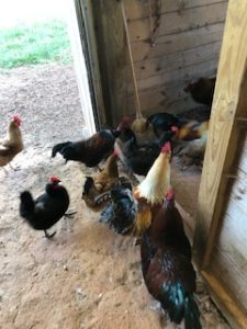 Chickens in barn