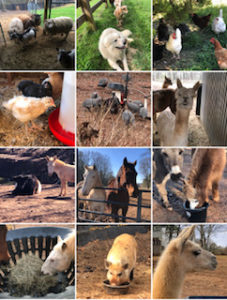 Mini-farm collage