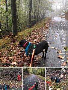 Dog Walking Collage
