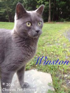 Winston #1