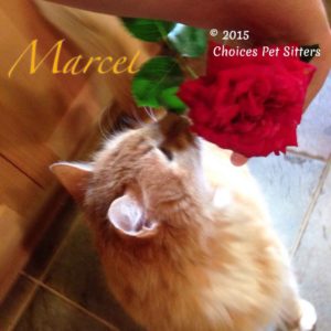 Marcel - Flower