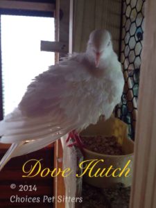 Dove Hutch