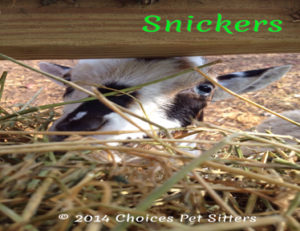 Snickers - L - SM