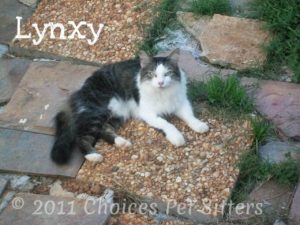 Lynxy