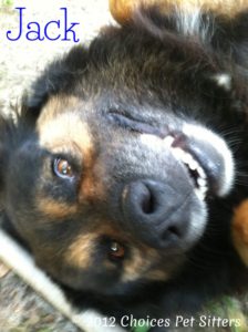 Pet Gallery - Jack