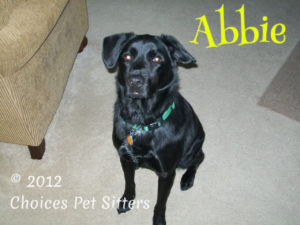 Pet Gallery - Abbie