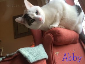 Pet Gallery - Abby