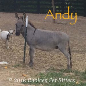 Andy