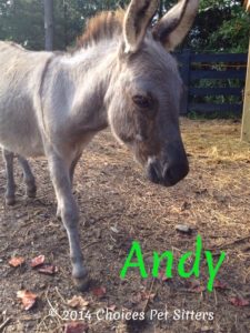 Pet Gallery - Andy