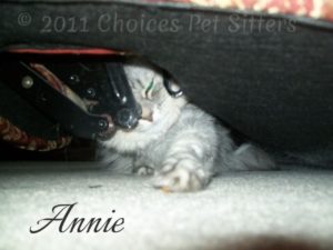 Pet Gallery - Annie
