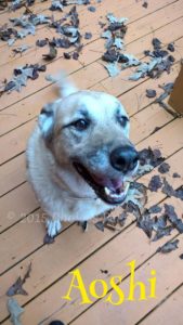 Pet Gallery - Aoshi