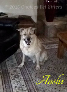 Pet Gallery - Aoshi