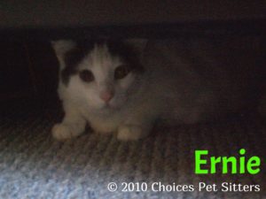 Pet Gallery - Ernie