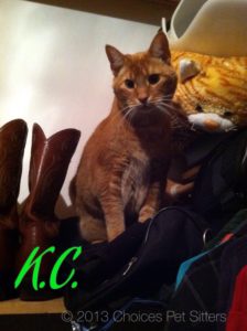 Pet Gallery - K.C.