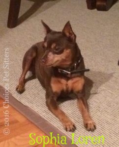 Pet Gallery - Sophia Loren