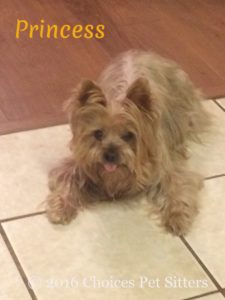 Pet Gallery - Princess