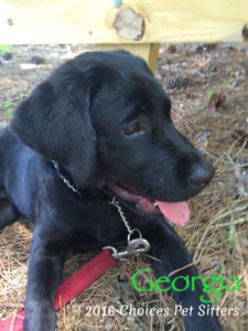 Pet Gallery - Georgia