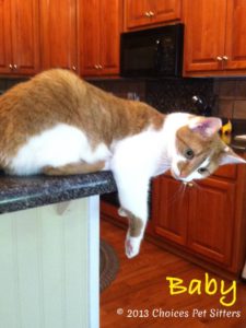 Pet Gallery - Baby