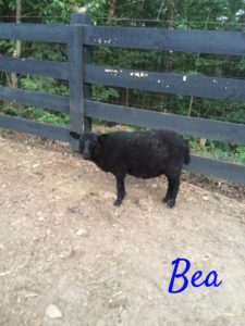 Pet Gallery - Bea