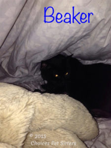 Pet Gallery - Beaker