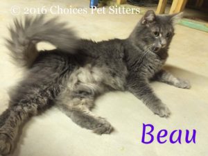 Pet Gallery - Beau