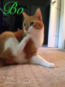 Pet Gallery - Bo