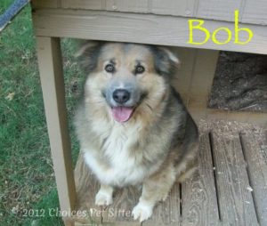 Pet Gallery - Bob