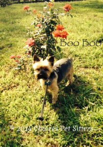 Pet Gallery - Boo Boo