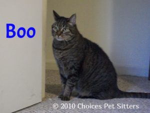 Boo Cat #1