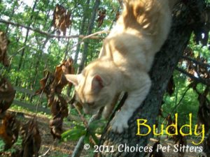 Pet Gallery - Buddy