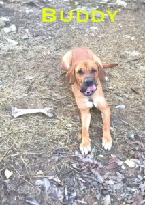 Pet Gallery - Buddy (H)
