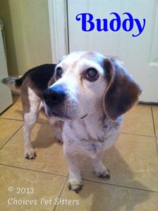 Pet Gallery - Buddy