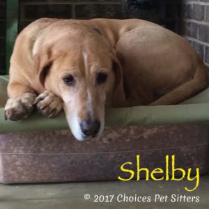 Pet Gallery - Shelby