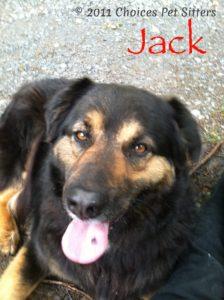 Pet Gallery - Jack