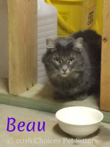 Beau #3