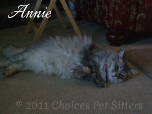 Pet Gallery - Annie