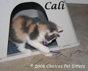 The Pet Gallery - Cali