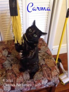 Pet Gallery - Carma