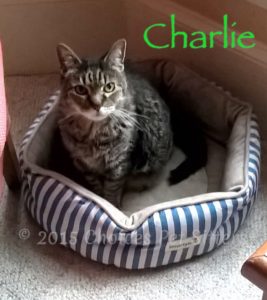 Pet Gallery - Charlie