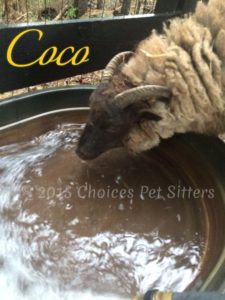 Pet Gallery - Coco