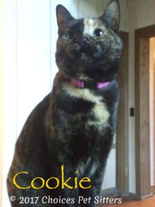 Pet Gallery - Cookie
