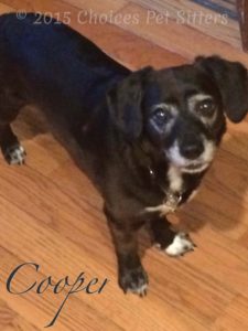 Pet Gallery - Cooper