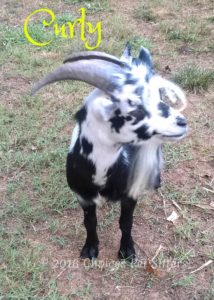 Pet Gallery - Curly